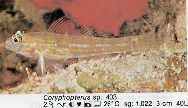 Coryphopterus sp